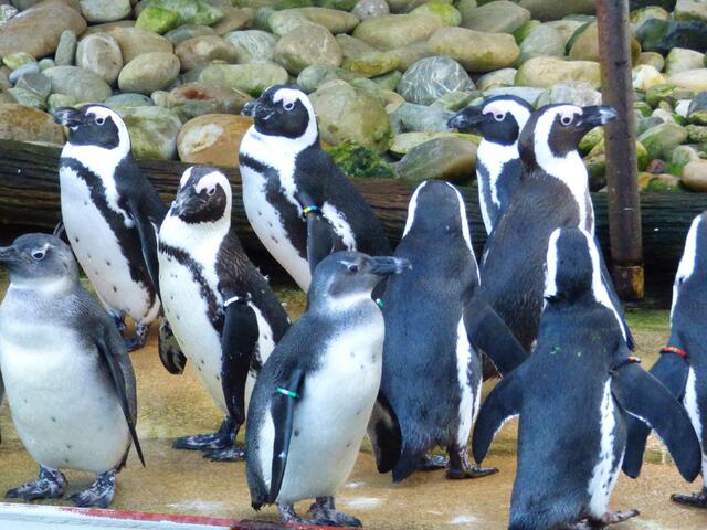 Männchen und Weibchen sind durch verschiedenfarbige Ringe gekennzeichnet