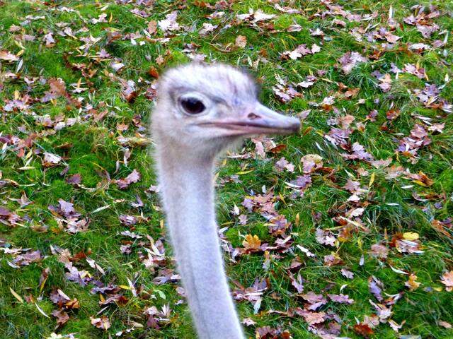 Ein Strauß gefällig?