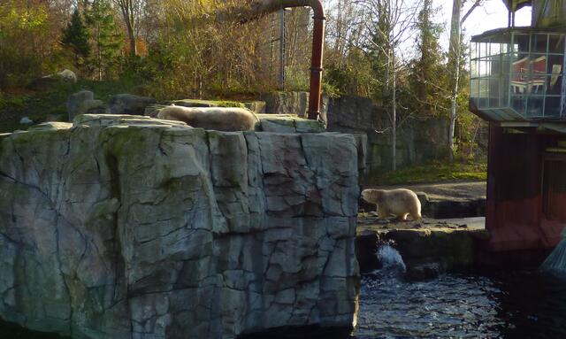 Das richtige Wetter für Eisbären