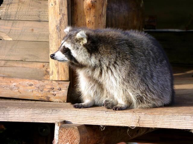 Sieht fast so aus wie der von unserem Haus