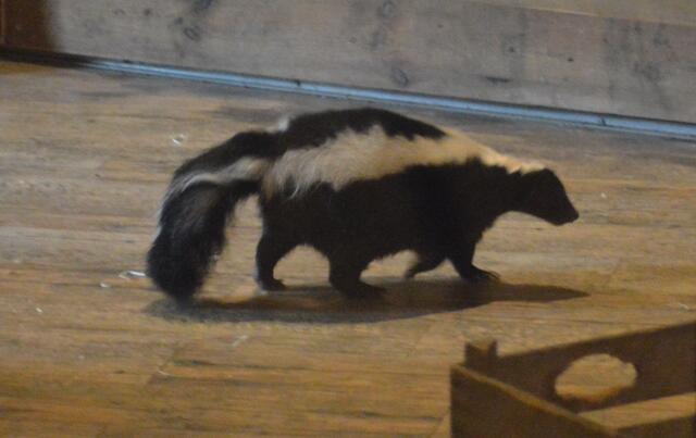 Wieso heißt der Skunk eigentlich Stinktier?