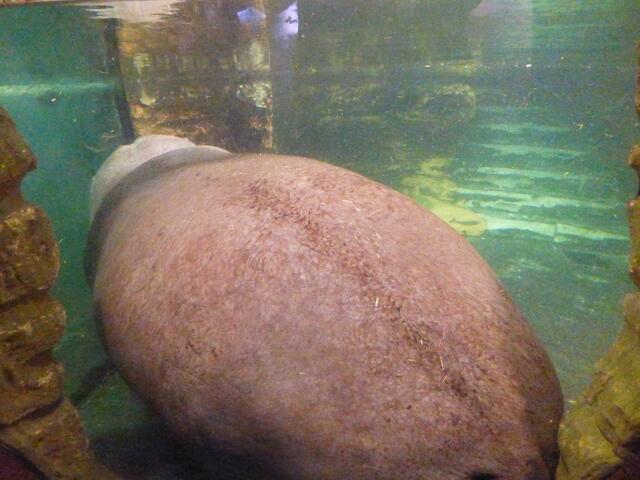 Die Flusspferde verziehen sich 