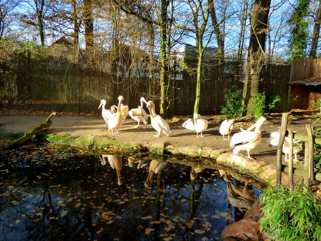 Pelikane sind in Hannover eigentlich Füller