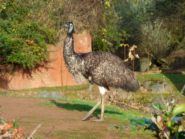 Das Emu aus Australien