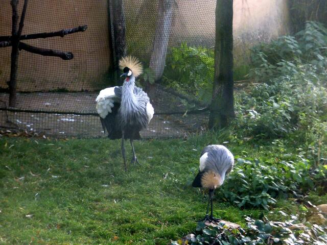 Bei den Kronenkranichen fängt der Rundgang an