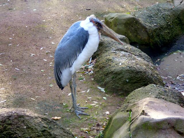 Der Marabu schaut zu