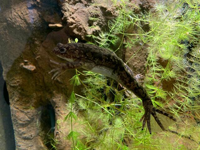 Afrikanischer Krallenfrosch