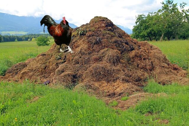 Hintergrund: Pixabay, Antranias