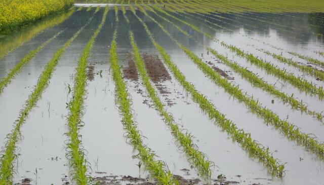 Aber auch Überschwemmungen werden die Ernten in großen Gebieten vernichten.