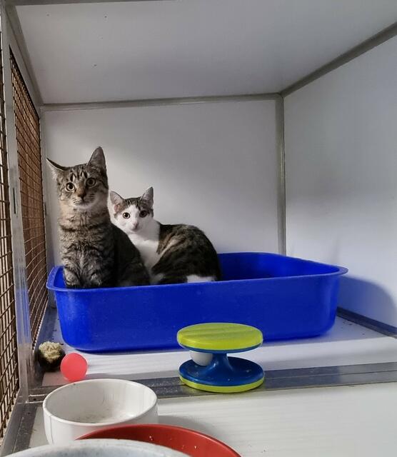 Sparrow und Giselle | Foto: Sabine Pollok
