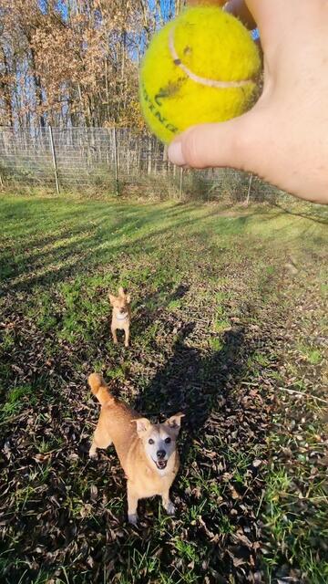 Pinsel und Benny | Foto: Sabine Pollok