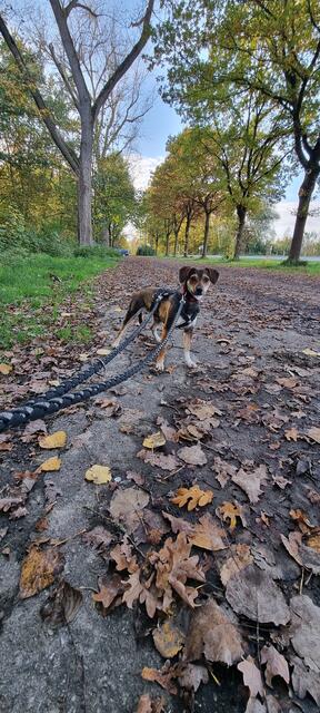 Ronja | Foto: Sabine Pollok