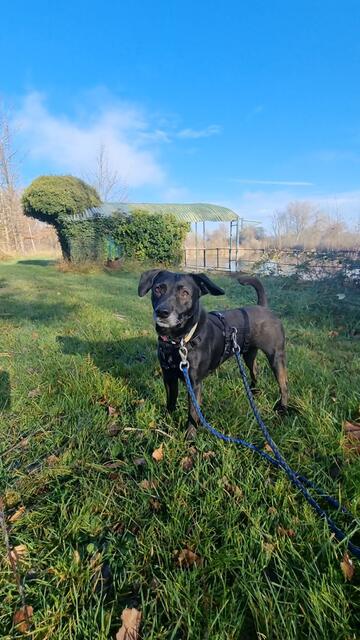 Blacky | Foto: Sabine Pollok