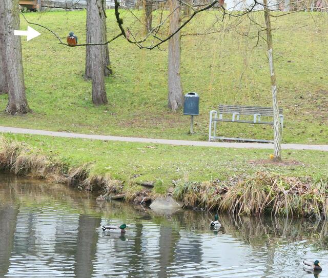 Aus erhöhten Sitzpositionen, auf Ästen, auf Schilf oder auf dem Geländer fixiert er seine Beute