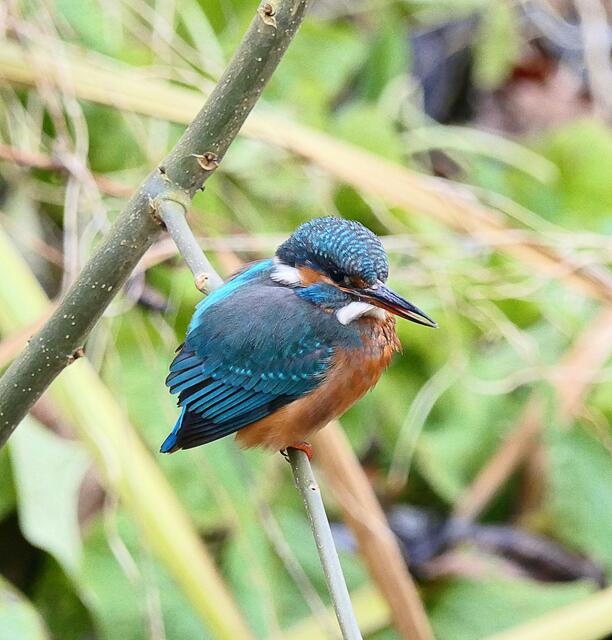 So nah kommt man ihm nur mit viel Geduld