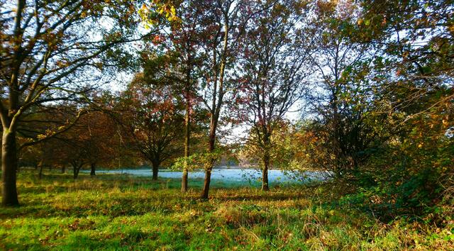 Raureif glitzert in der Sonne. | Foto: Shima Mahi