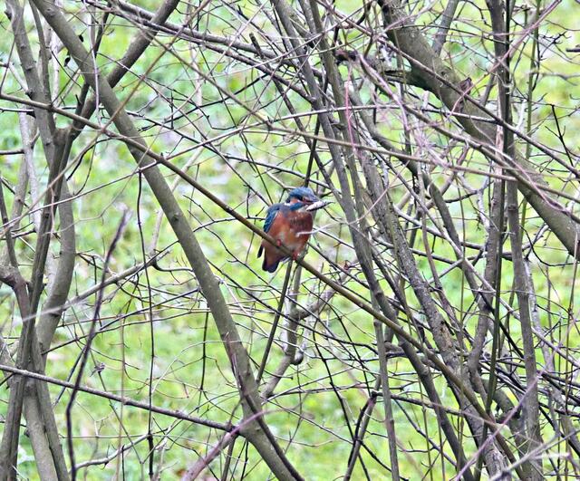 Mit Beute im Schnabel, die er sofort betäubt und verschluckt