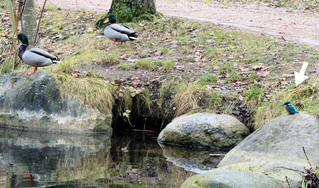 Der geschickte Jäger ist nur so groß wie eine Meise