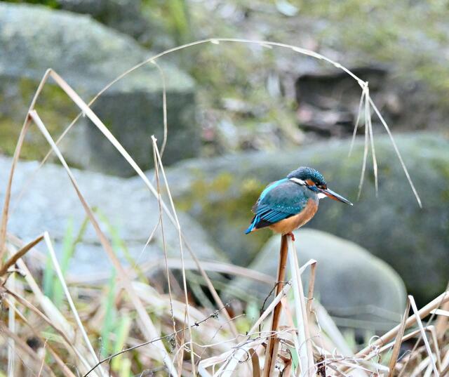 Auf dem schmalsten Schilfrohr findet das Leichtgewicht Halt