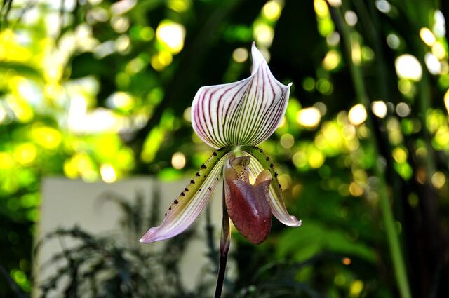 Orchideen im Berggarten