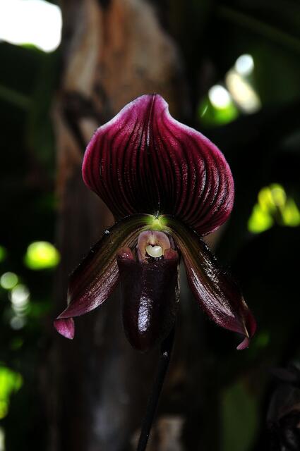 Orchideen im Berggarten