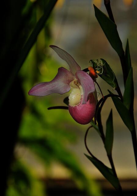 Orchideen im Berggarten