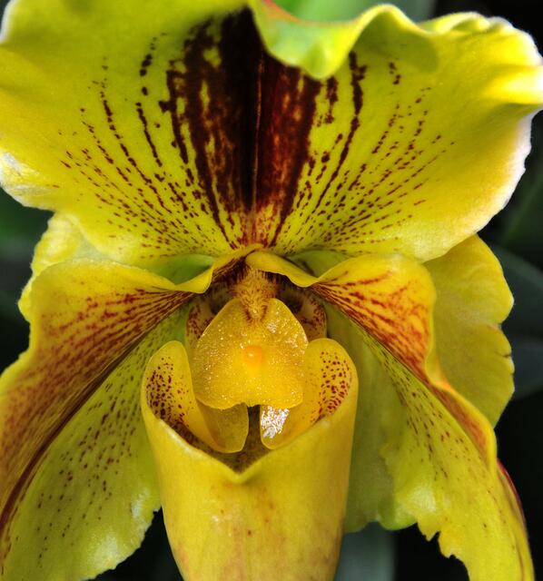 Orchideen im Berggarten