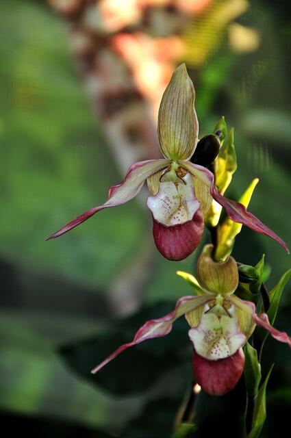 Orchideen im Berggarten
