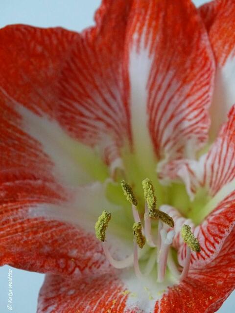 Amaryllis - beliebte Zierpflanze im Dezember (Foto: Katja Woidtke)

Kontrastreiche Blütenfarben | Foto: Katja Woidtke