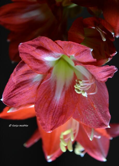 Amaryllis - beliebte Zierpflanze im Dezember (Foto: Katja Woidtke)

Üppige Blütenpracht | Foto: Katja Woidtke