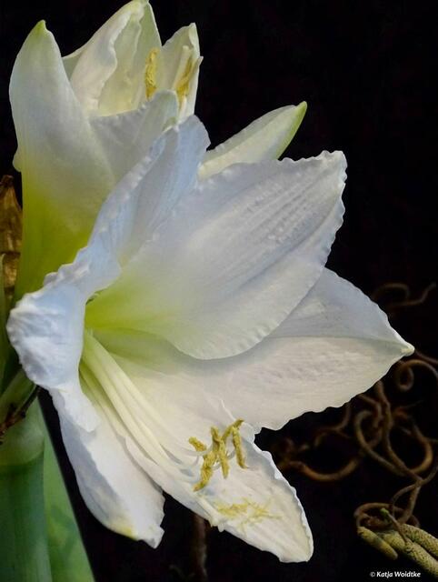 Amaryllis - beliebte Zierpflanze im Dezember (Foto: Katja Woidtke)

Weiße Blüten stehen für Reinheit   | Foto: Katja Woidtke