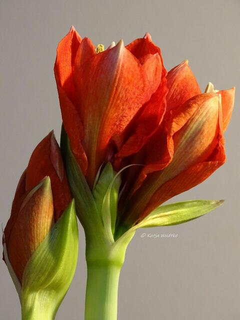 Amaryllis - beliebte Zierpflanze im Dezember (Foto: Katja Woidtke)

Knospen der Amaryllis | Foto: Katja Woidtke