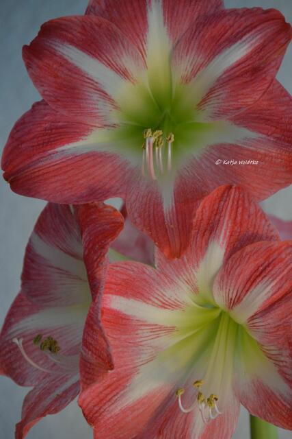 Amaryllis - beliebte Zierpflanze im Dezember (Foto: Katja Woidtke)

Zweifarbige Schönheit | Foto: Katja Woidtke