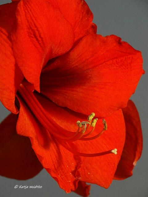 Amaryllis - beliebte Zierpflanze im Dezember (Foto: Katja Woidtke)

Tiefes Rot passt perfekt zu der prachtvollen Blüte | Foto: Katja Woidtke