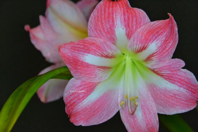 Amaryllis - beliebte Zierpflanze im Dezember (Foto: Katja Woidtke)

Zauberhafte Kontraste | Foto: Katja Woidtke