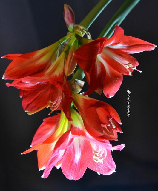 Amaryllis - beliebte Zierpflanze im Dezember (Foto: Katja Woidtke)

Üppige Blütenpracht | Foto: Katja Woidtke