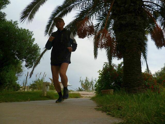 Die Phönixpalme, oder auch Dattelpalme genannt, bietet ihre Früchte an. 
