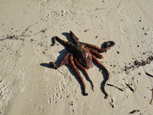 Ein Tintenfisch, der an Land aus der Röhre kam, weil er den Sauerstoff nur aus dem Wasser aufnehmen konnte.