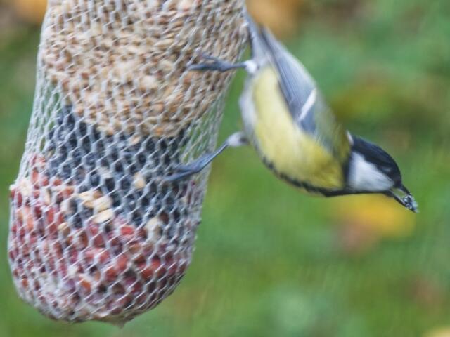 Jetzt geht es ab ins Gebüsch auf einen sicheren Zweig