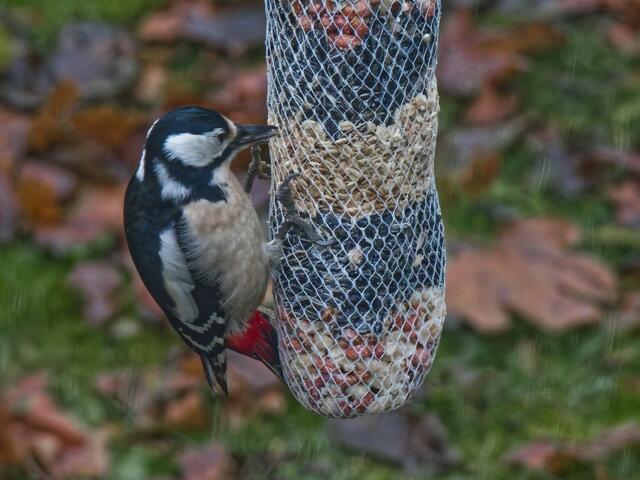 Madam Buntspecht kommt mehrmals täglich zu den großen Futterstangen!