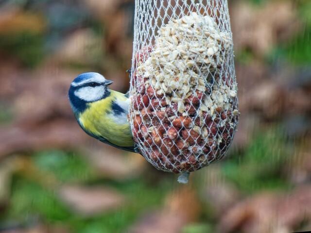 Hier wird noch alles schön aufgefressen!
