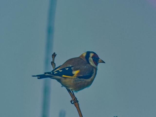 Er hat alles im Blick und macht mal Pause. Sicher  wünscht er sich auch Sonnenschein!