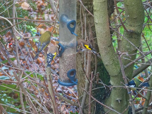 Ganz schönes Gedränge an der Futtersäule! Hier muss gleich nachgefüllt werden!