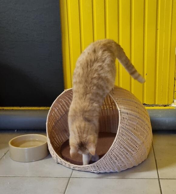 Biskuit | Foto: Sabine Pollok