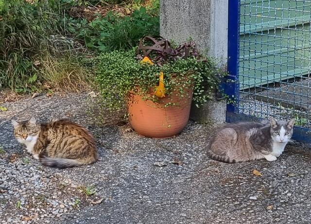 Mila und Shircan | Foto: Sabine Pollok