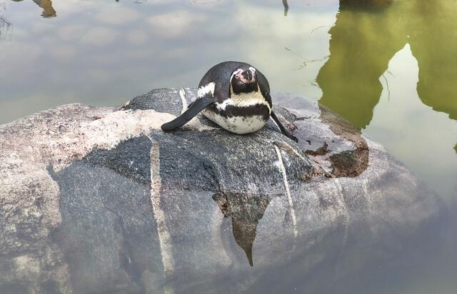 Er ist aber auch sehr fotogen. | Foto: Shima Mahi
