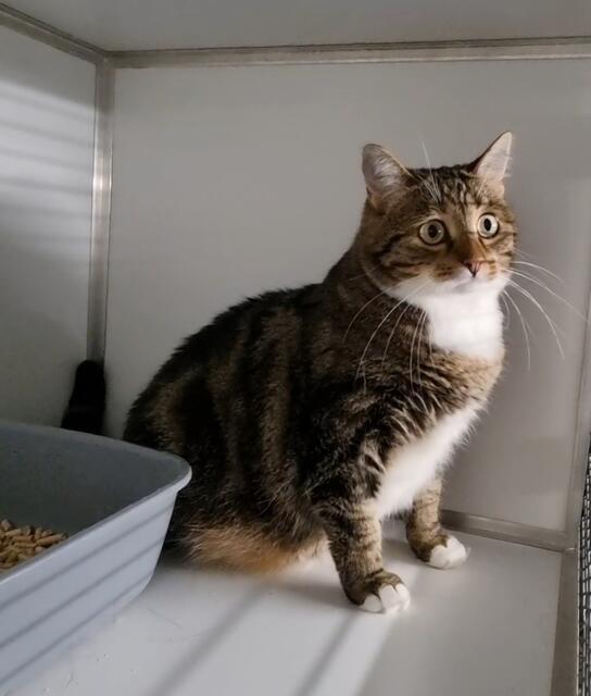 Moppel | Foto: Sabine Pollok