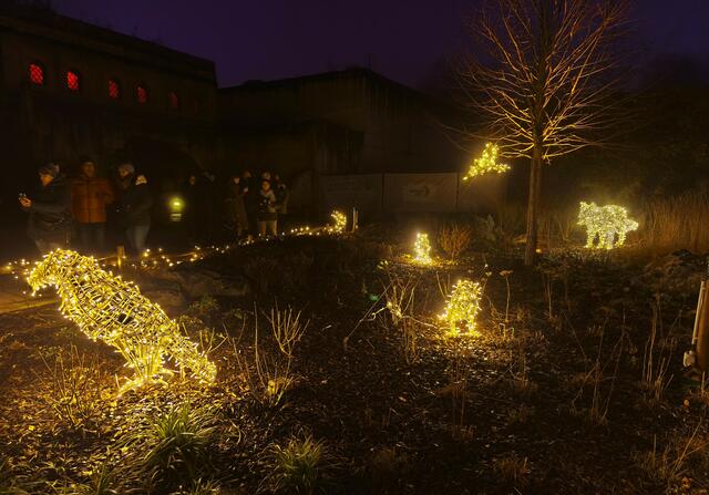 Allerlei Leuchtgetier | Foto: Shima Mahi