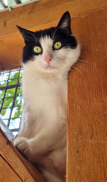 Amadeus | Foto: Sabine Pollok