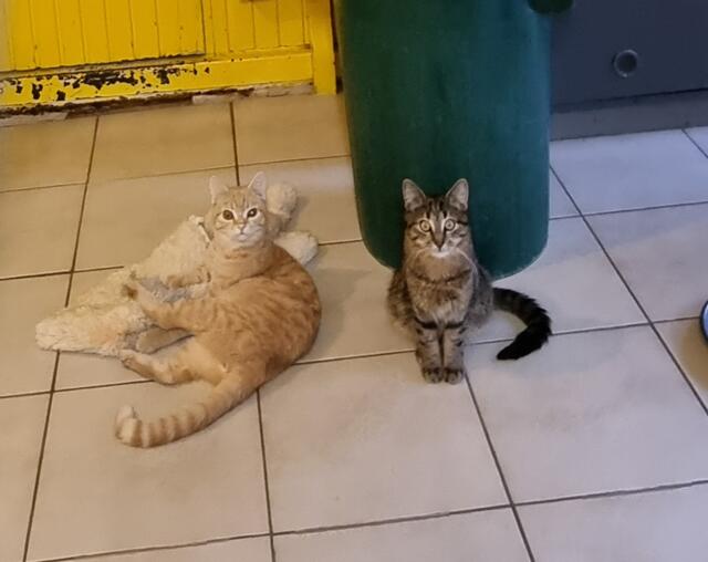 Biskuit und Schröder | Foto: Sabine Pollok